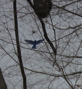 bluebird-2
